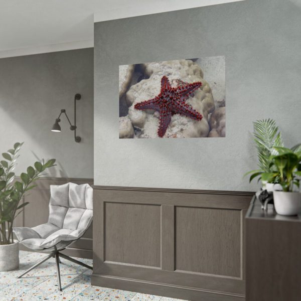 Red Knobbed Starfish Poster