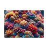 92408-205.jpg Close-Up of the Corals Poster
