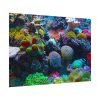 92408-57.jpg Colorful Reefs and Fish Poster
