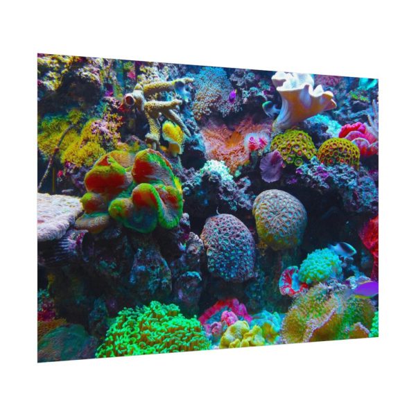 92408-57.jpg Colorful Reefs and Fish Poster