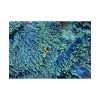 92408-60.jpg Hiding Clown Fish In Corals Poster