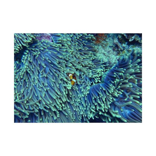 Hiding Clown Fish In Corals Poster