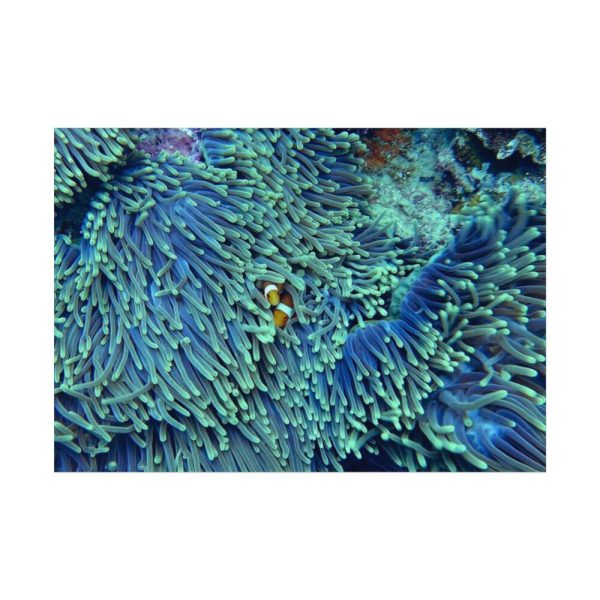 92408-60.jpg Hiding Clown Fish In Corals Poster