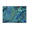 92408-61.jpg Hiding Clown Fish In Corals Poster