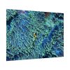 92408-62.jpg Hiding Clown Fish In Corals Poster