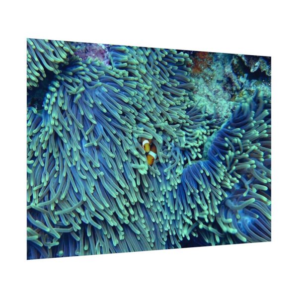 92408-62.jpg Hiding Clown Fish In Corals Poster