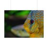 Yellow Exotic Fish Poster