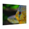 Yellow Exotic Fish Poster