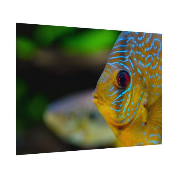 Yellow Exotic Fish Poster