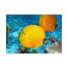 Exotic Fish Poster