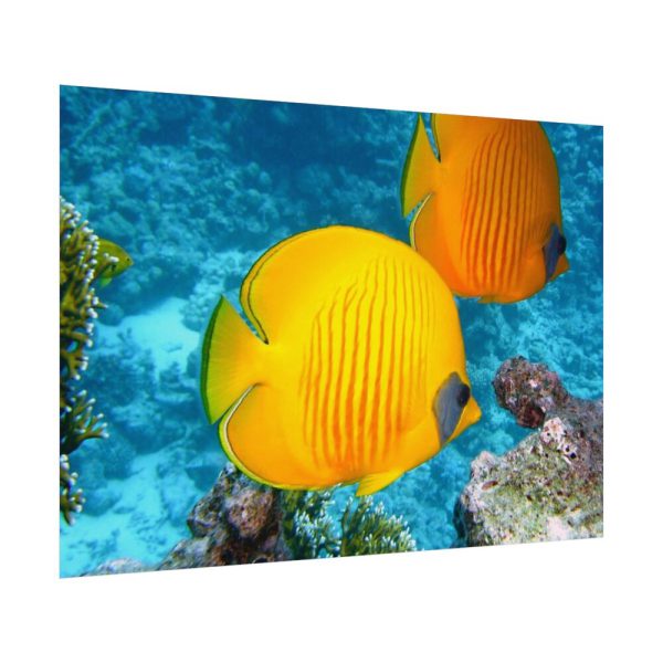 Exotic Fish Poster