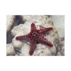 Red Knobbed Starfish Poster