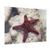 Red Knobbed Starfish Poster