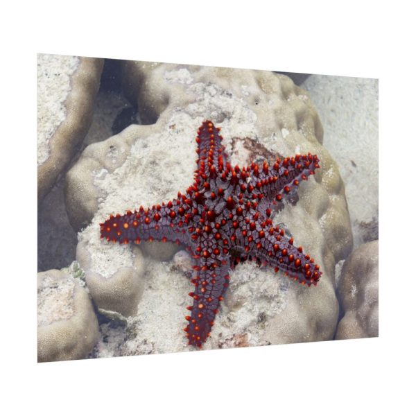 Red Knobbed Starfish Poster