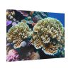92409-177.jpg Coral Reef In The Ocean Poster