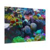 92409-57.jpg Colorful Reefs and Fish Poster