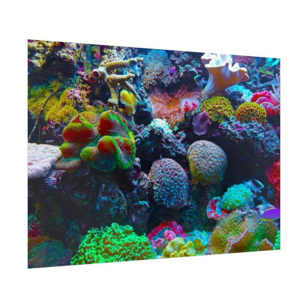 92409-57.jpg Colorful Reefs and Fish Poster