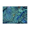 92409-60.jpg Hiding Clown Fish In Corals Poster