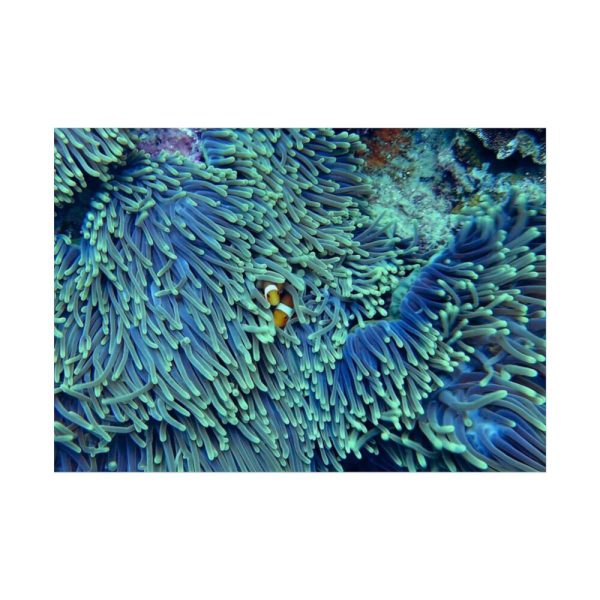92409-60.jpg Hiding Clown Fish In Corals Poster