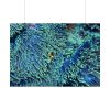92409-61.jpg Hiding Clown Fish In Corals Poster