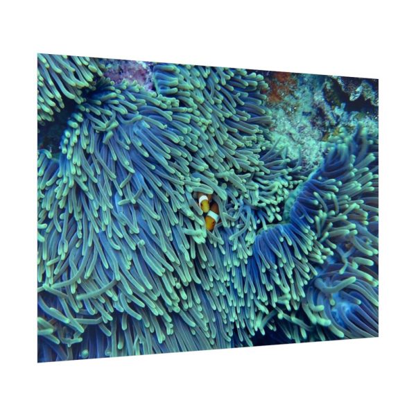 92409-62.jpg Hiding Clown Fish In Corals Poster