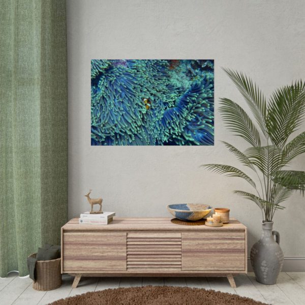 92409-63.jpg Hiding Clown Fish In Corals Poster