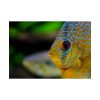 Yellow Exotic Fish Poster