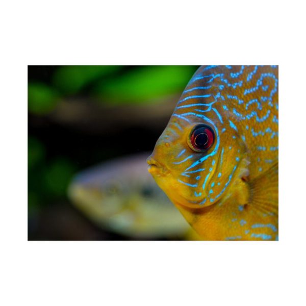 Yellow Exotic Fish Poster