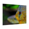 Yellow Exotic Fish Poster