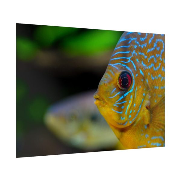 Yellow Exotic Fish Poster