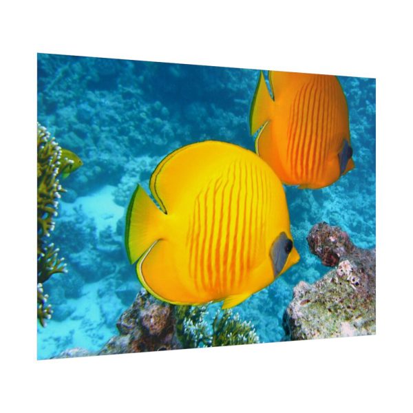 Exotic Fish Poster