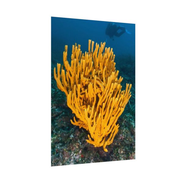 Yellow Corals Poster