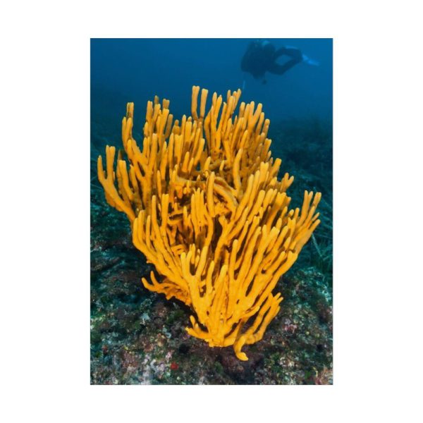 Yellow Corals Poster