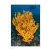 Yellow Corals Poster