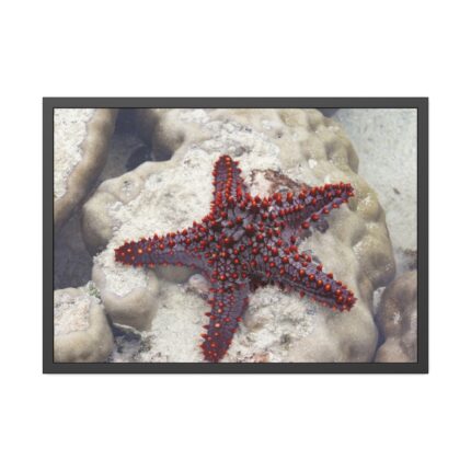 Red Knobbed Starfish Framed Poster