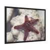 Red Knobbed Starfish Framed Poster