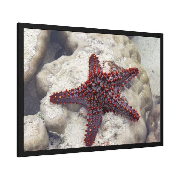 Red Knobbed Starfish Framed Poster