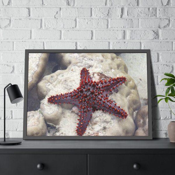 Red Knobbed Starfish Framed Poster
