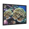 93854-145.jpg Coral Reef In The Ocean Framed Poster