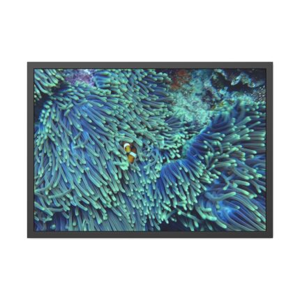Hiding Clown Fish In Corals Framed Poster