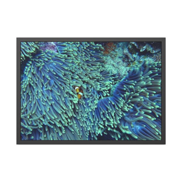 Hiding Clown Fish In Corals Framed Poster