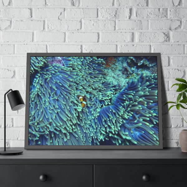 Hiding Clown Fish In Corals Framed Poster