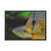 93854-52.jpg Yellow Exotic Fish Framed Poster