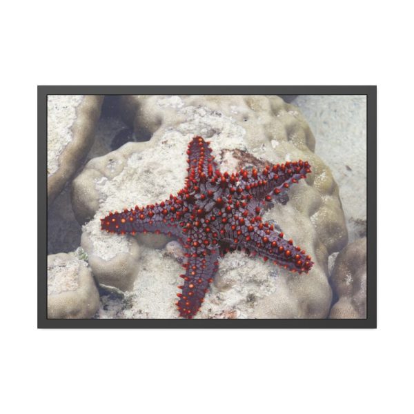 Red Knobbed Starfish Framed Poster