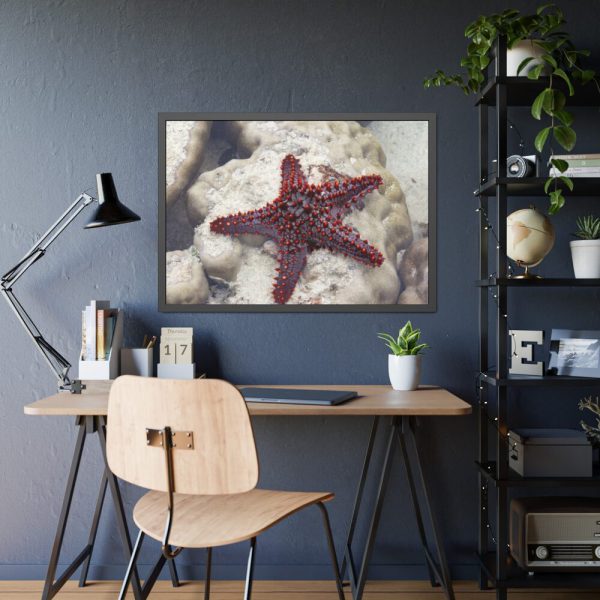 Red Knobbed Starfish Framed Poster
