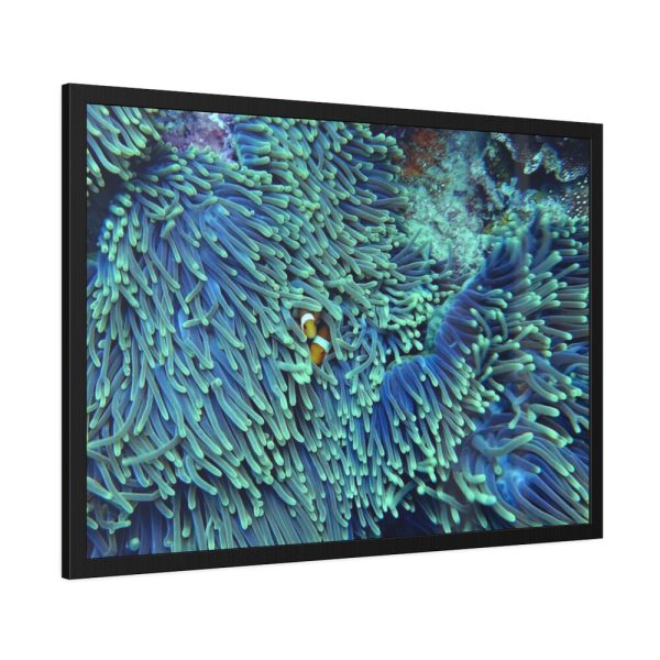 Hiding Clown Fish In Corals Framed Poster