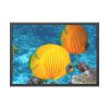 93855-56.jpg Exotic Fish Framed Poster