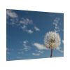 101875-132.jpg Dandelion and Blue Sky Poster