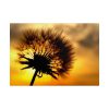 101875-135.jpg Dandelion and Sunset Poster