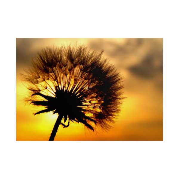 101875-135.jpg Dandelion and Sunset Poster
